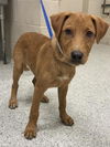 adoptable Dog in  named LUKE