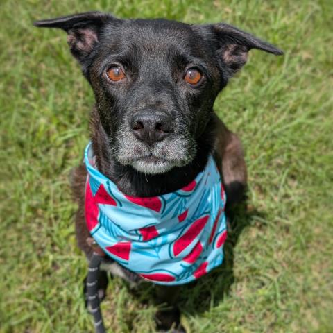 adoptable Dog in Conroe, TX named MILDRED