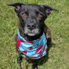 adoptable Dog in  named MILDRED