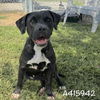 adoptable Dog in  named RYA