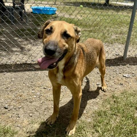 adoptable Dog in Conroe, TX named BARLEY