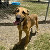 adoptable Dog in  named BARLEY