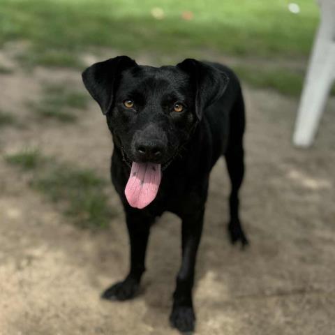 LILA - Labrador Retriever available for adoption