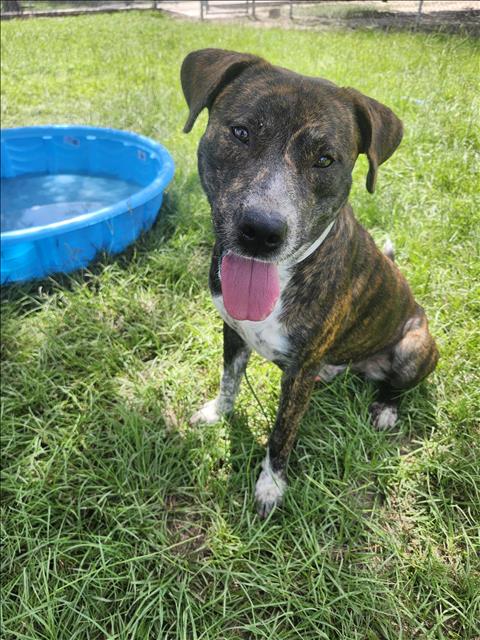 adoptable Dog in Conroe, TX named CHANCE