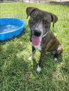 adoptable Dog in  named CHANCE