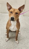adoptable Dog in  named SKIPPY