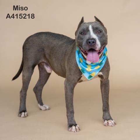 adoptable Dog in Conroe, TX named MISO