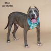 adoptable Dog in  named MISO