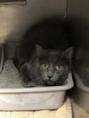 adoptable Cat in  named A415970