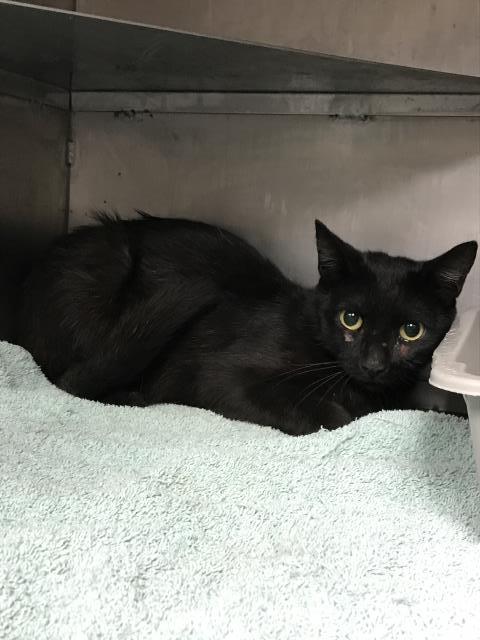 adoptable Cat in Conroe, TX named A415989