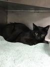 adoptable Cat in  named A415989