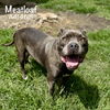 adoptable Dog in  named MEATLOAF