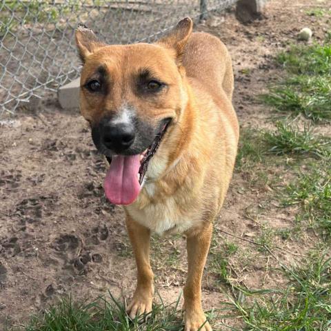adoptable Dog in Conroe, TX named LULU
