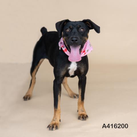 adoptable Dog in Conroe, TX named A416200