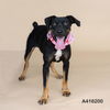 adoptable Dog in  named A416200