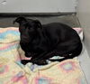 adoptable Dog in  named GABBY