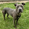 adoptable Dog in  named HUNTER
