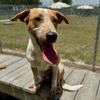 adoptable Dog in  named BETSY