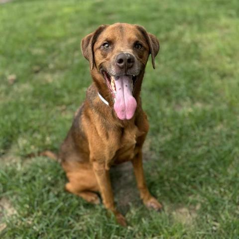 adoptable Dog in Conroe, TX named HENRY