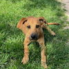 adoptable Dog in  named TRAMP