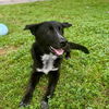 adoptable Dog in  named BAILEY
