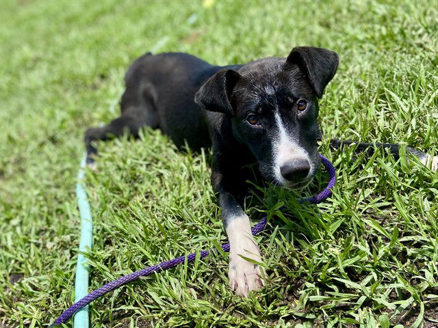 adoptable Dog in Conroe, TX named SIGNOR