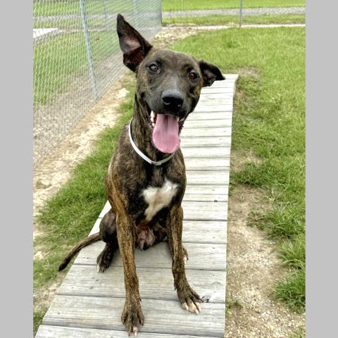 adoptable Dog in Conroe, TX named PERAL
