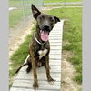 adoptable Dog in  named PERAL