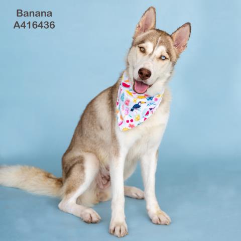 adoptable Dog in Conroe, TX named BANANA