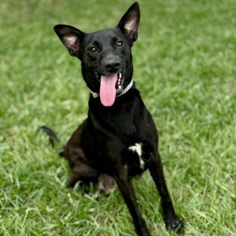 adoptable Dog in Conroe, TX named TRIXIE