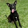 adoptable Dog in  named TRIXIE