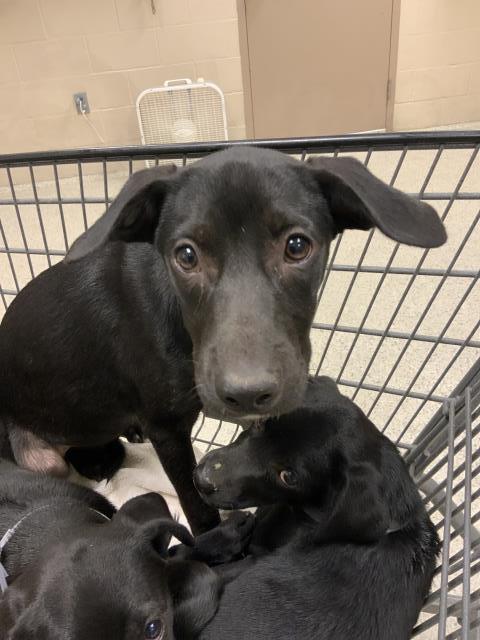adoptable Dog in Conroe, TX named BIBBIDI
