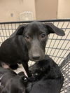 adoptable Dog in  named BIBBIDI