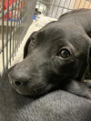 adoptable Dog in  named BOBBIDI