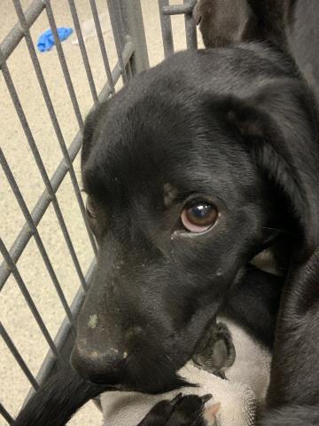 adoptable Dog in Conroe, TX named BOO