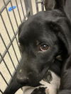 adoptable Dog in  named BOO