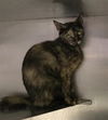 adoptable Cat in  named A415991