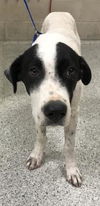 adoptable Dog in  named DUMAS WALKER