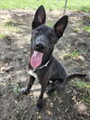adoptable Dog in  named KIWI