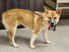 adoptable Dog in  named RUFUS