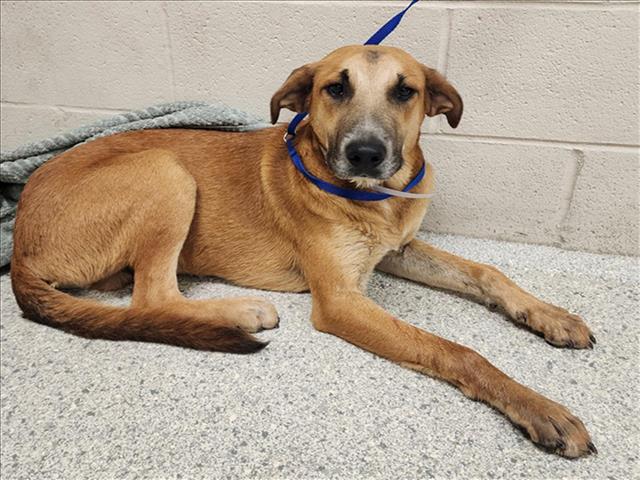 adoptable Dog in Conroe, TX named HARLAN