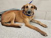 adoptable Dog in  named HARLAN