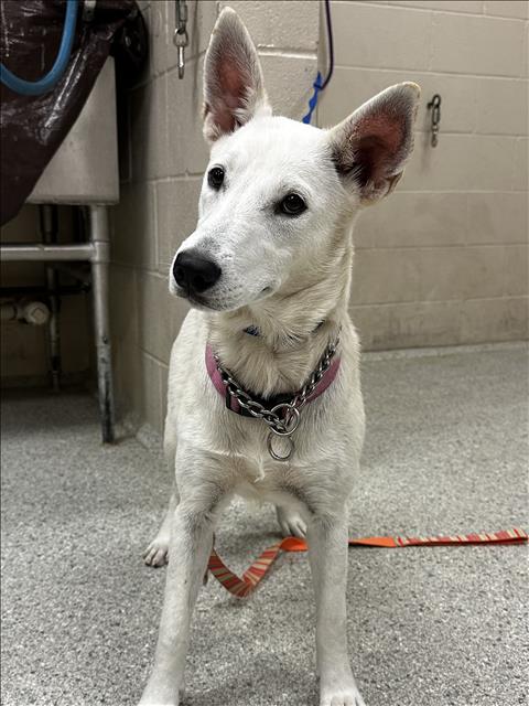 adoptable Dog in Conroe, TX named WILLOW
