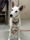 adoptable Dog in  named WILLOW