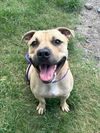 adoptable Dog in  named JJ