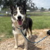 adoptable Dog in  named STORMIE