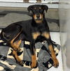 adoptable Dog in  named REESES