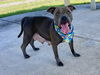adoptable Dog in  named GLORY