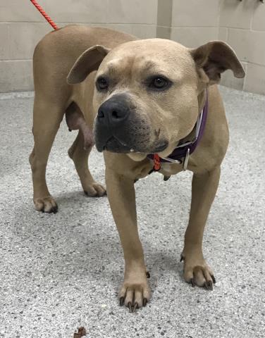 adoptable Dog in Conroe, TX named YVETTE