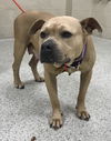 adoptable Dog in  named YVETTE